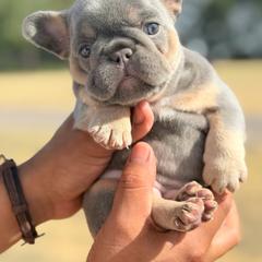 Bo-Peep - Tricolors female French Bulldog puppy in Sherman, Texas from Horror Line Frenchies