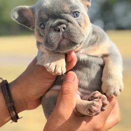 Bo-Peep - Tricolors female French Bulldog puppy in Sherman, Texas from Horror Line Frenchies