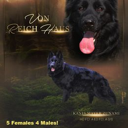 Zoonami - German Shepherd