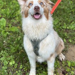 Iris - Australian Shepherd