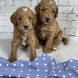 Goldendoodles from Ohiopuppypaws