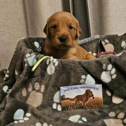 Green - Dark golden male Golden Retriever puppy in Bellevue, Michigan from Double D Ranch Golden Retrievers LLC