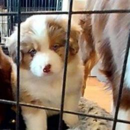 Yukon (orange boy ) - Red merle male Miniature American Shepherd puppy in Griswold, Connecticut from Flatrock's Mini American Shepherd's