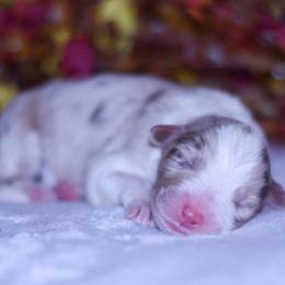 Marigold - Red merle female Australian Shepherd puppy in Easton, Missouri from MMA Kennel
