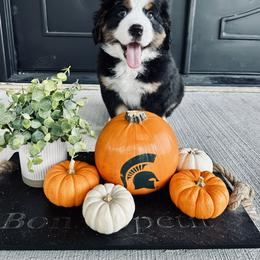 BOY- Green - Tri-color male Bernese Mountain Dog puppy in White Lake, Michigan from Berner Bud Farm