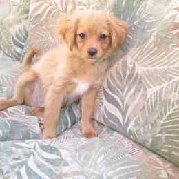 Orion - Cream parti male Pomeranian puppy in Woonsocket, Rhode Island from Walnut Grove Cavaliers