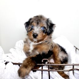 Aussiedoodle Puppies from Aussie Paws