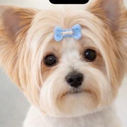 Biewer Terrier puppies from Tiny Diiamond Chihuahua Boutique