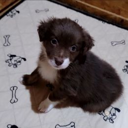 Autumn - Red tri-color female Australian Shepherd puppy in Lubbock, Texas from Barn Raised Aussies