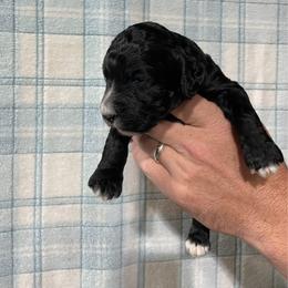 Jules - Black female Poodle puppy in Detroit Lakes, Minnesota from Pickerel Pups
