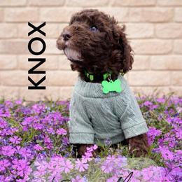 Deacon - Brown male Whoodle puppy in Knoxville, Tennessee from Fleury Farm Doodles TN