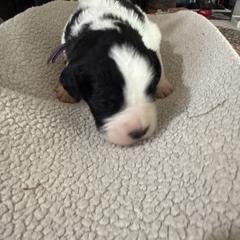 Purple - Black and white female Saint Berdoodle puppy in Walbridge, Ohio from Jeff's St Berdoodles