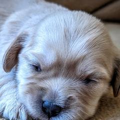 Cavatons and Cotons de Tulear from A Little Dog'll Do Ya