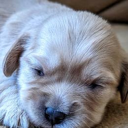 Cavatons and Cotons de Tulear from A Little Dog'll Do Ya