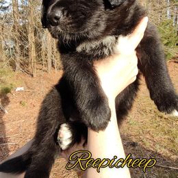 Australian Shepherd Puppies from Golden Aussies