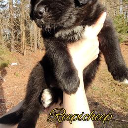 Australian Shepherd Puppies from Golden Aussies