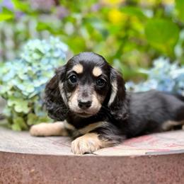 Black and Cream - Black and cream female Dachshund puppy in Fletcher, North Carolina from Lion's Gate Dachshunds