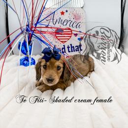 Te Fiti - Cream female Dachshund puppy in Prairieville, Louisiana from Southern Barron Danes & Dachshunds