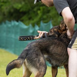 German Shepherds from von Vielfalt