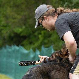 German Shepherds from von Vielfalt