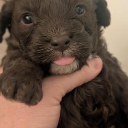 Pilot - Chocolate male Cavapoo puppy in Tucson, Arizona from Ever After Doodles Arizona