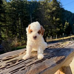 Noel - Parti female Goldendoodle puppy in Roseburg, Oregon from Dbos Furry Friends