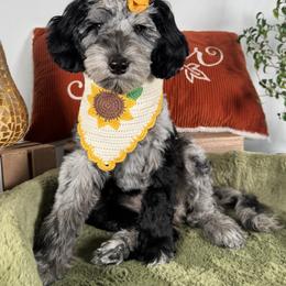 READ - Guardian Home Wanted - Magnolia - Merle female Goldendoodle puppy in Waterford, Michigan from Oh My Doodness!
