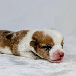 Finn - Sable merle and white male American Corgi puppy in Clarksville, Tennessee from Cold Creek Family Farm LLC