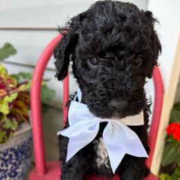 Scholar - Black male Goldendoodle puppy in Camden, North Carolina from Oopsie Doodles of NC