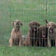 Chesapeake Bay Retriever and Labrador Retriever Puppies from Big Sioux Retrievers