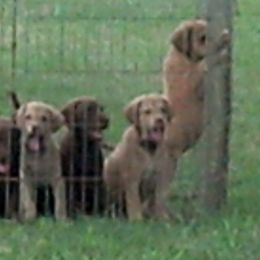 Chesapeake Bay Retriever and Labrador Retriever Puppies from Big Sioux Retrievers