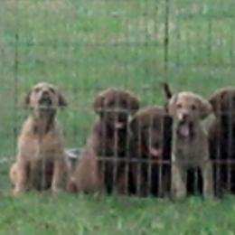 Chesapeake Bay Retriever and Labrador Retriever Puppies from Big Sioux Retrievers