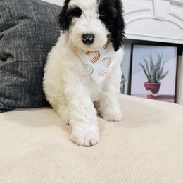 Sheepadoodle Puppies from Maplesierradoodles