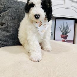Sheepadoodle Puppies from Maplesierradoodles