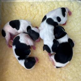 Girl 2 - Black tan and white female Biewer Terrier puppy in Kerhonkson, New York from Arc-en-Ciel Biewers & Maltese