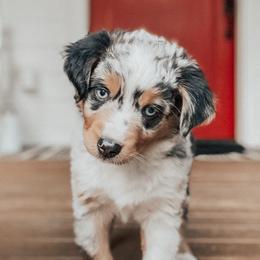 Rebel - Miniature Australian Shepherd