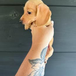 Lyra - Cream female Dachshund puppy in Washburn, Tennessee from Broken Arrow Miniature Dachshunds