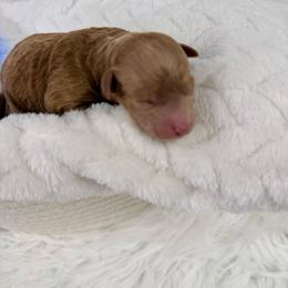 Aspen - Cafe au lait male Poodle puppy in Florida from Adorable Toy-Miniature Poodles