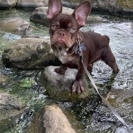 Chapparito - Tricolors male French Bulldog puppy in Los Angeles, California from westsidefrenchies