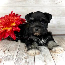 Miniature Schnauzer Puppies from Silver Sage Schnauzers