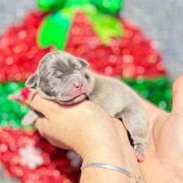 Darla-dark pink - Brindle female Companion Cross puppy in Calimesa, California from BoujeePoodlesofsocal