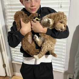 Goldendoodle and Poodle Puppies from Krispydoodle