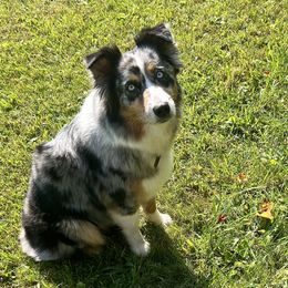Australian Shepherds from Hall-N-Auss Australian shepherds