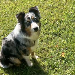 Australian Shepherds from Hall-N-Auss Australian shepherds