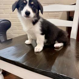 Grace - Black and tan female Pembroke Welsh Corgi puppy in Payson, Utah from Spring Creek Aussies + Corgis