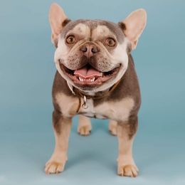 Maisie - French Bulldog