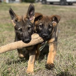 German Shepherd Puppies from Grassroots German Shepherds