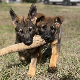 German Shepherd Puppies from Grassroots German Shepherds