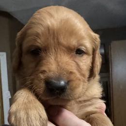 Lava Boy 2 - Dark golden male Golden Retriever puppy in Fort Morgan, Colorado from Golden Girls Kennels, LLC