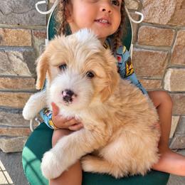 Gideon - male Australian Mountain Doodle puppy in Savannah, Missouri from Rose Creek Mini Aussies and doodles
